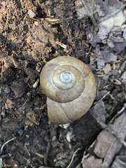 Acusta