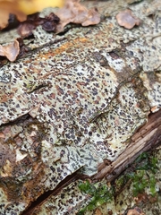 Arthonia radiata