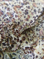 Arthonia radiata