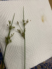 Juncus sarophorus