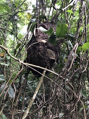 Crematogaster rogenhoferi