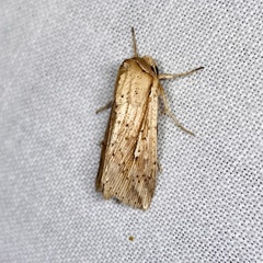 Mythimna decisissima