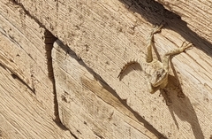 Laudakia vulgaris
