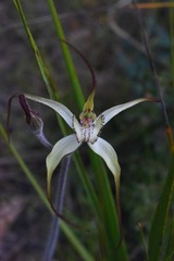 Caladenia venusta