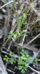 Daucus glochidiatus