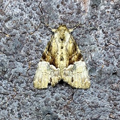 Alophosoma emmelopis