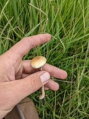 Psilocybe
