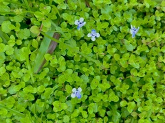 Lindernia rotundifolia