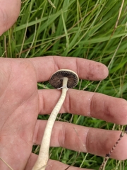 Psilocybe