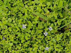 Lindernia rotundifolia