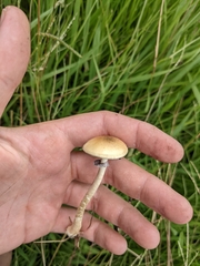 Psilocybe