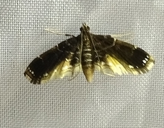 Pyraloidea
