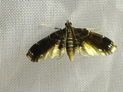 Pyraloidea