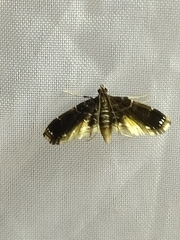Pyraloidea