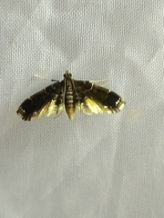 Pyraloidea