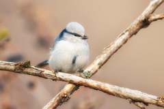 Cyanistes cyanus