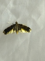 Pyraloidea