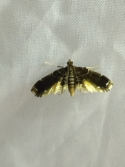 Pyraloidea
