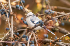 Cyanistes cyanus