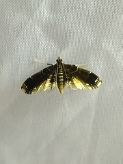 Pyraloidea