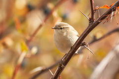 Phylloscopus humei