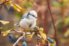 Cyanistes cyanus