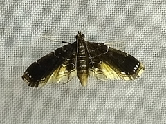 Pyraloidea