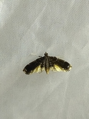 Pyraloidea