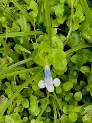 Lindernia rotundifolia
