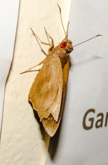 Erionota thrax