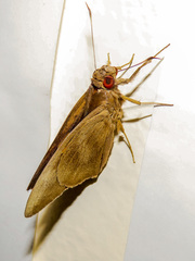 Erionota thrax