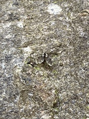 Psychodidae
