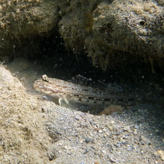 Istigobius decoratus