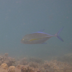 Caranx melampygus