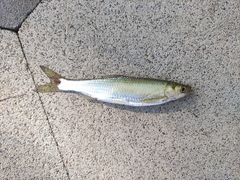 Hemiculter leucisculus