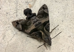 Macroglossum pyrrhosticta