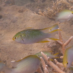 Neopomacentrus nemurus