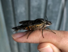Macroglossum pyrrhosticta
