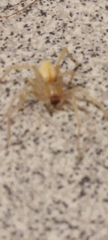 Cheiracanthium