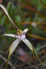 Caladenia venusta
