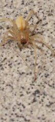 Cheiracanthium