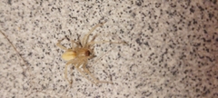 Cheiracanthium