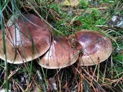 Gomphidius glutinosus