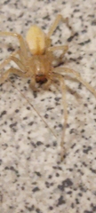 Cheiracanthium