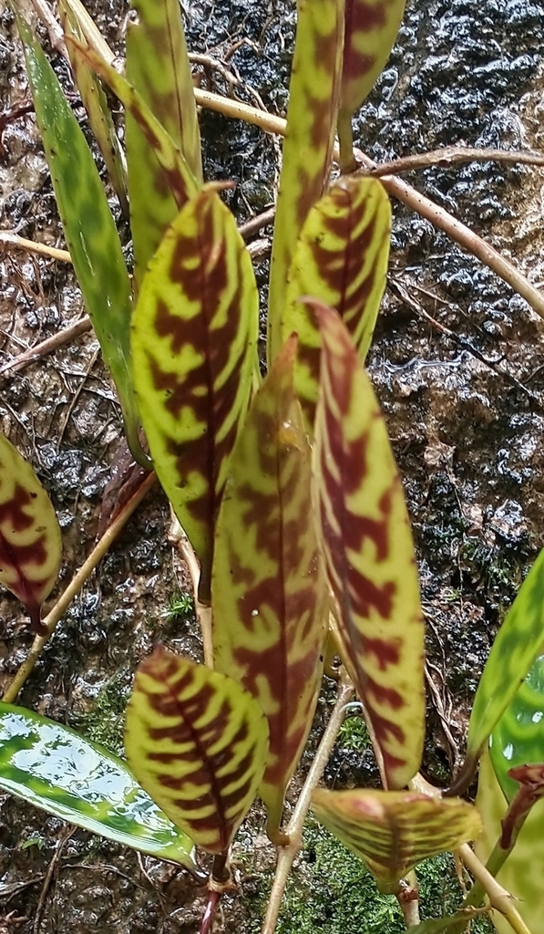 Má đào thân dài – Aeschynanthus longicaulis