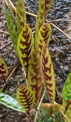 Aeschynanthus longicaulis, photograph (c) Gijs Romijn, some rights reserved (CC BY)