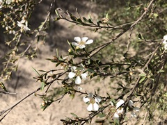 Leptospermum coriaceum