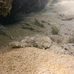 Cymbacephalus beauforti