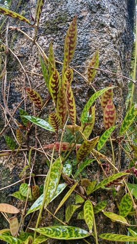 Image of Lipstick Plant (Aeschynanthus longicaulis) by (c) Gijs Romijn, some rights reserved (CC BY)