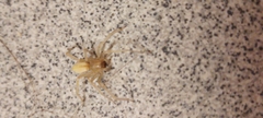 Cheiracanthium